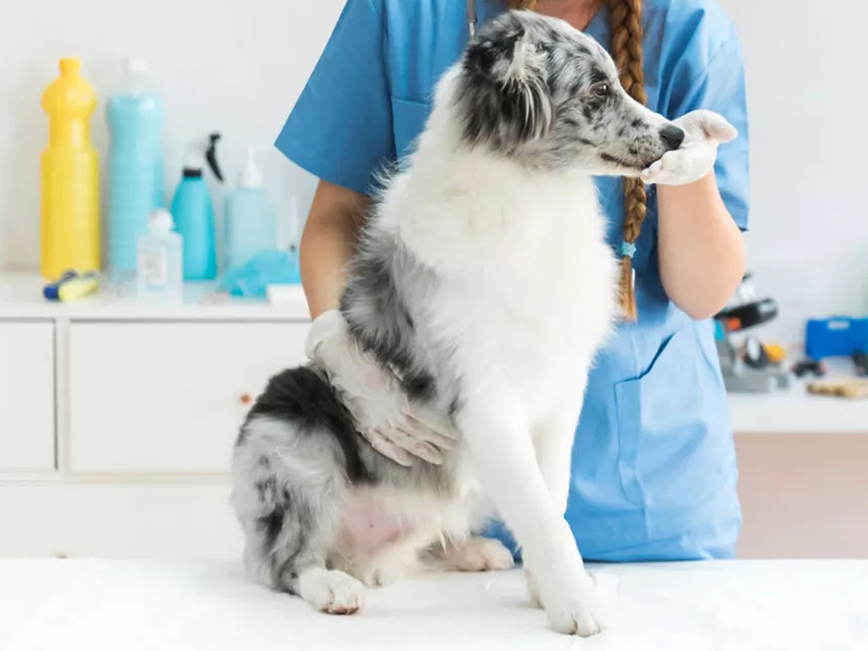 Brock-Street-Animal-Hospital Brock-Street-Animal-Hospital